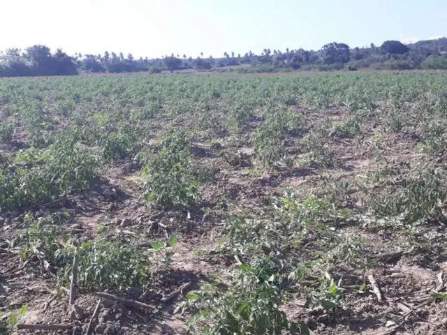 Sítio / Chácara para Venda em Monte Alegre/RN Centro 3 Quartos