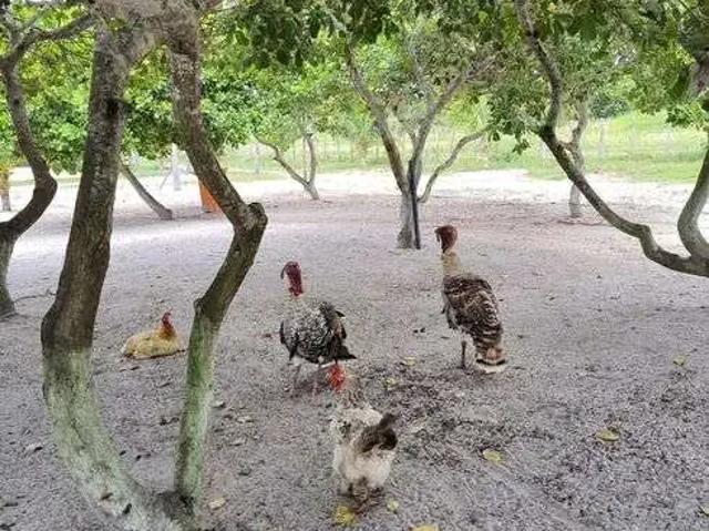 Sítio / Chácara para Venda em Monte Alegre/RN Centro 4 Quartos