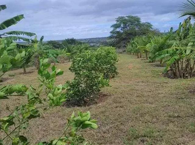 Sítio / Chácara para Venda em Monte Alegre/RN Centro 5 Quartos