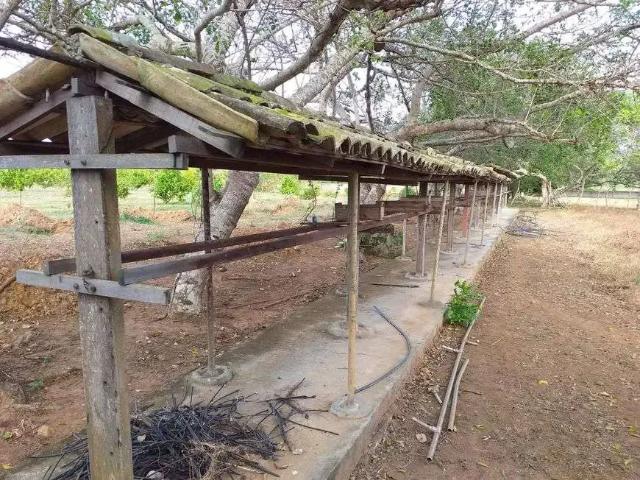 Sítio / Chácara para Venda em Monte Alegre/RN Centro 5 Quartos