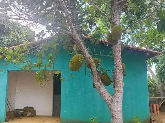 Sítio / Chácara para Venda em Monte Alegre/RN Centro 7 Quartos
