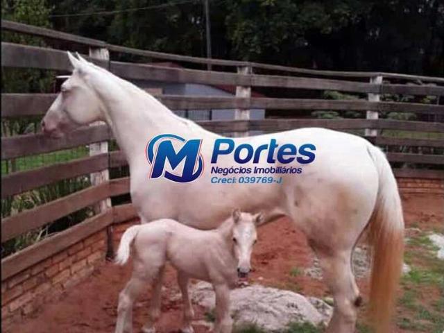 Sítio / Chácara para Venda em Monte Aprazível/SP Zona Rural 5 Quartos