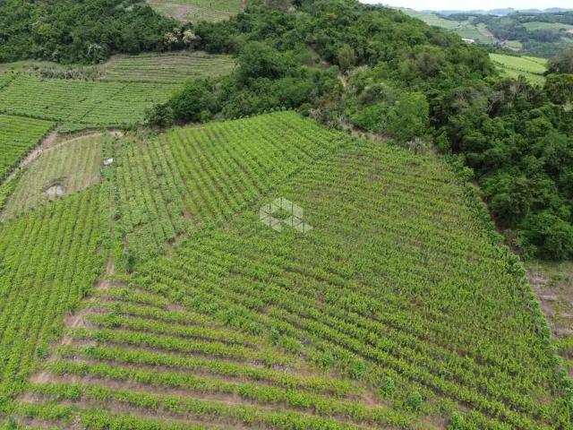 Sítio / Chácara para Venda em Monte Belo do Sul/RS Zona Rural