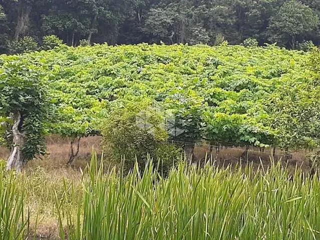 Sítio / Chácara para Venda em Monte Belo do Sul/RS Zona Rural