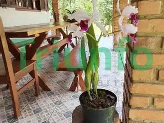 Sítio / Chácara para Venda em Morretes/PR Zona Rural 3 Quartos