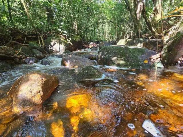 Sítio / Chácara para Venda em Morretes/PR Zona Rural 6 Quartos