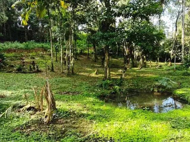 Sítio / Chácara para Venda em Morretes/PR Colônia Sesmaria