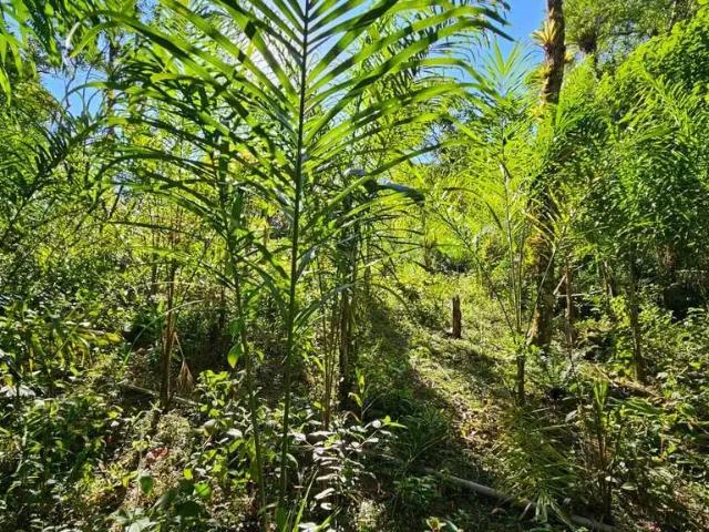 Sítio / Chácara para Venda em Morretes/PR Rio Sagrado 1 Quartos