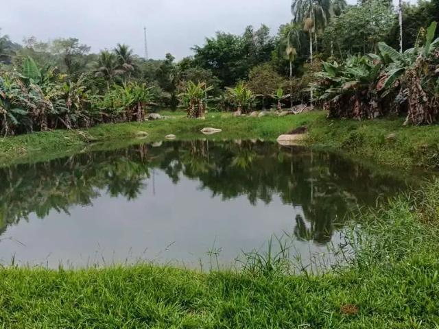 Sítio / Chácara para Venda em Morretes/PR Rio Sagrado 2 Quartos