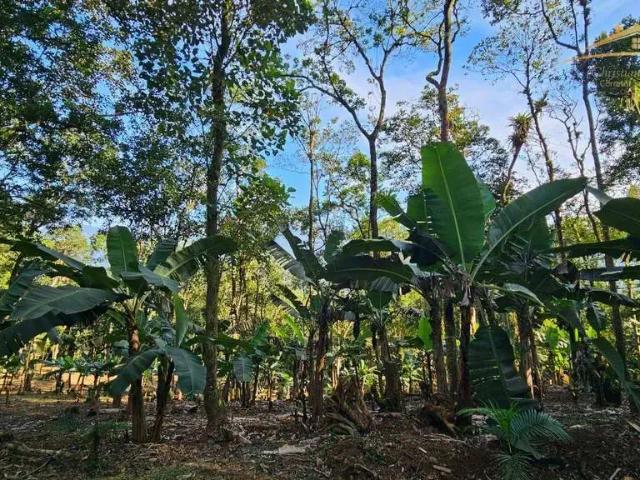 Sítio / Chácara para Venda em Morretes/PR São João da Graciosa 1 Quartos