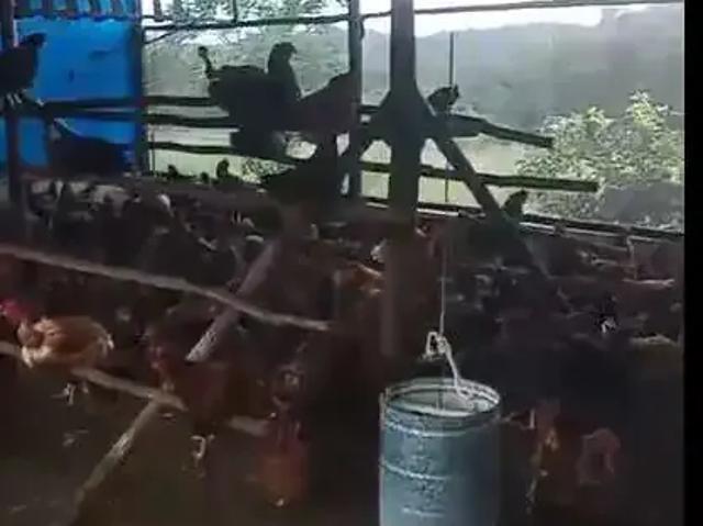 Sítio / Chácara para Venda em Mata de São João/BA Açu da Torre 2 Quartos