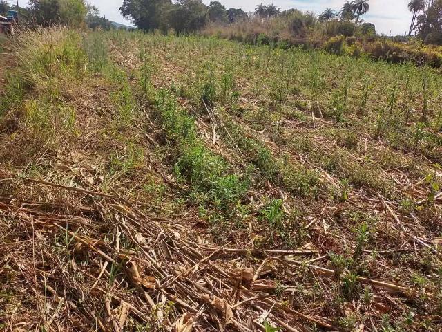Sítio / Chácara para Venda em Mateus Leme/MG Alto Boa Vista