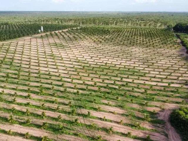Sítio / Chácara para Venda em Maxaranguape/RN Povoado Dom Marcolino 10 Quartos