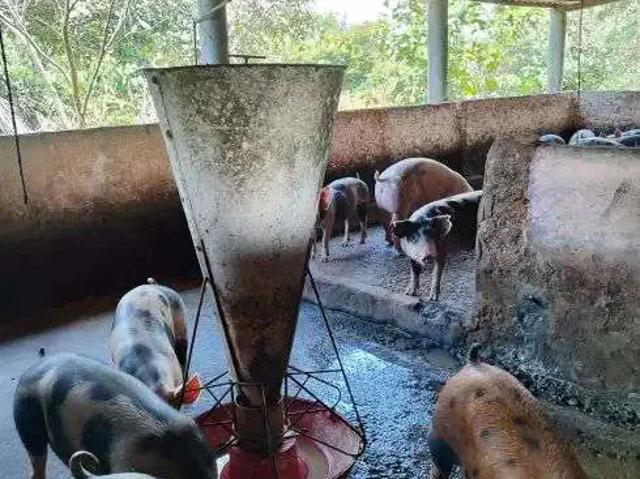 Sítio / Chácara para Venda em Macaíba/RN Centro 5 Quartos