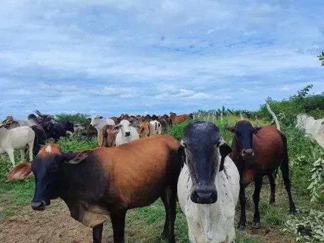 Sítio / Chácara para Venda em Macaíba/RN Centro 8 Quartos