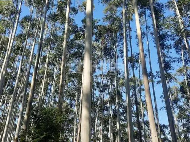 Sítio / Chácara para Venda em Major Gercino/SC Canta Galo