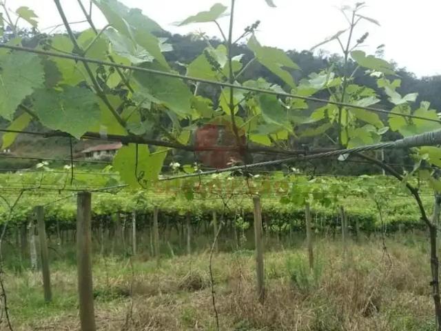Sítio / Chácara para Venda em Major Gercino/SC Pinheiral 1 Quartos