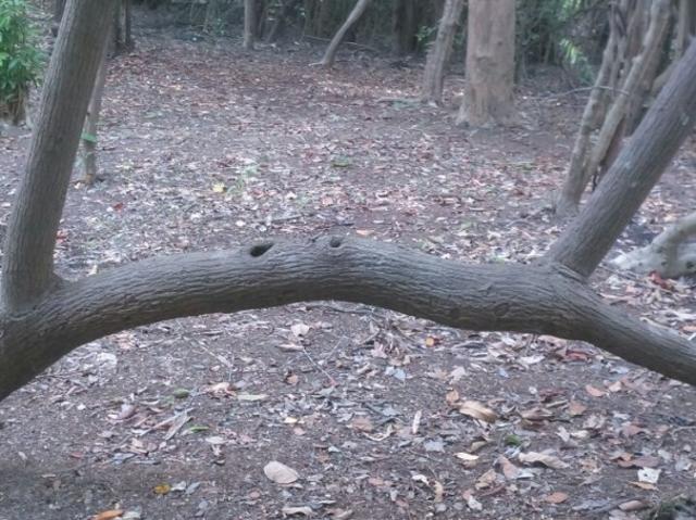 Sítio / Chácara para Venda em Manacapuru/AM Liberdade