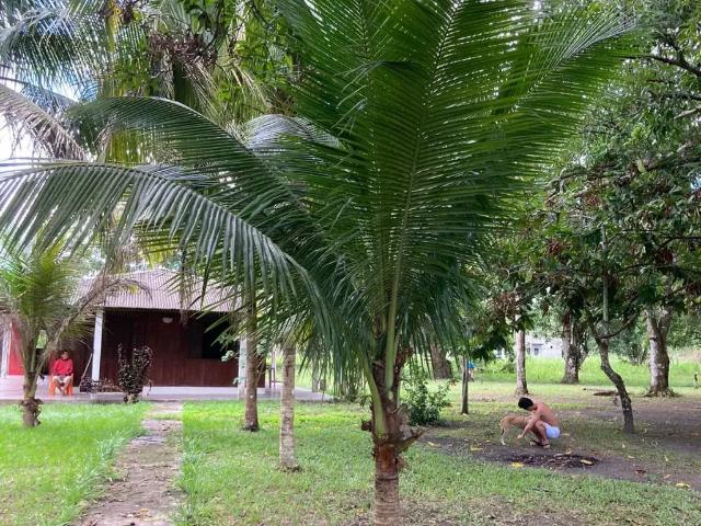 Sítio / Chácara para Venda em Manaus/AM Área Rural de Manaus 20 Quartos