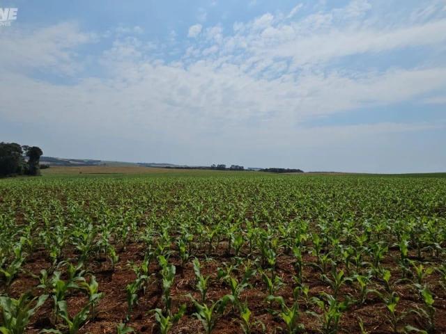 Sítio / Chácara para Venda em Mangueirinha/PR Área Rural de Mangueirinha