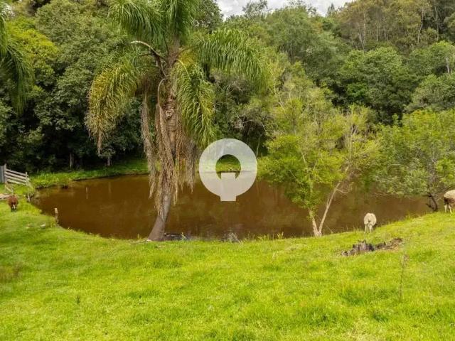 Sítio / Chácara para Venda em Mandirituba/PR Zona Rural 4 Quartos