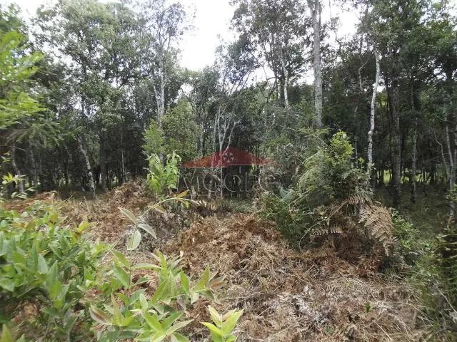 Sítio / Chácara para Venda em Mandirituba/PR Zona Rural