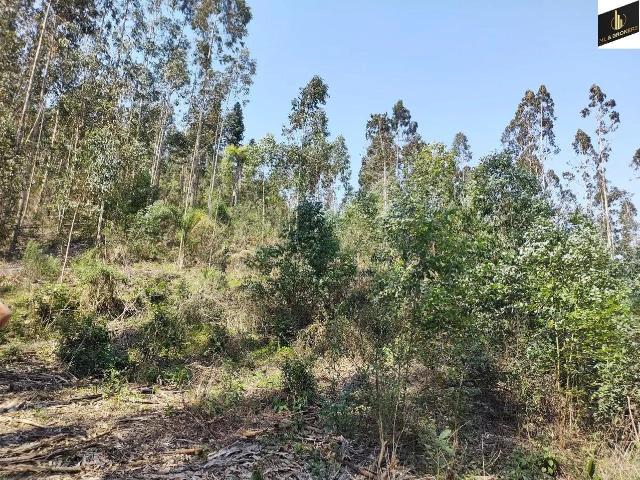 Sítio / Chácara para Venda em Mandirituba/PR Zona Rural