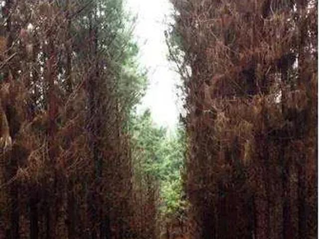 Sítio / Chácara para Venda em Mandirituba/PR Areia Branca dos Assis 2 Quartos