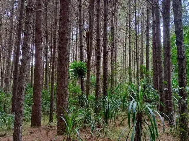 Sítio / Chácara para Venda em Mandirituba/PR Areia Branca dos Assis 2 Quartos