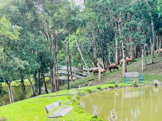 Sítio / Chácara para Venda em Mandirituba/PR Areia Branca dos Assis