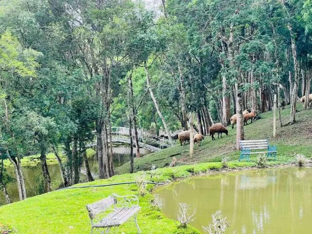 Sítio / Chácara para Venda em Mandirituba/PR Areia Branca dos Assis
