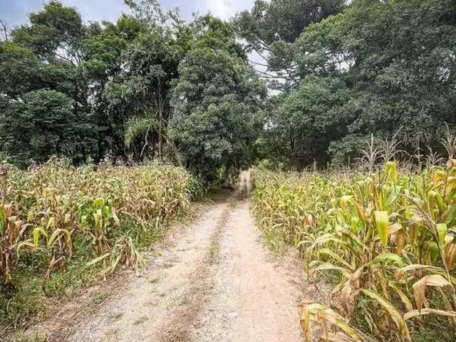 Sítio / Chácara para Venda em Mandirituba/PR Espigão das Antas 3 Quartos