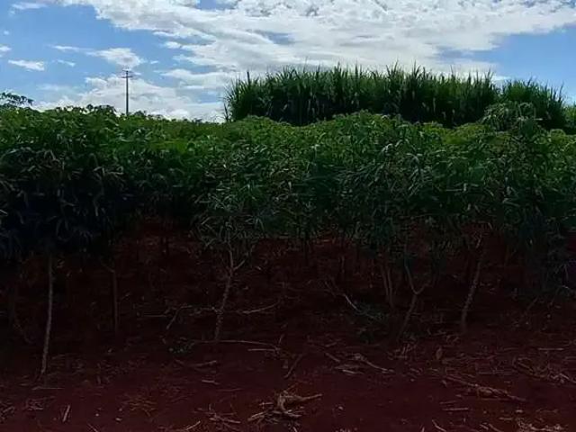 Sítio / Chácara para Venda em Marechal Cândido Rondon/PR Zona Rural