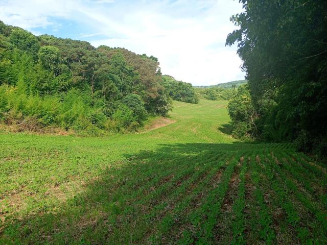 Sítio / Chácara para Venda em Mariópolis/PR Zona Rural