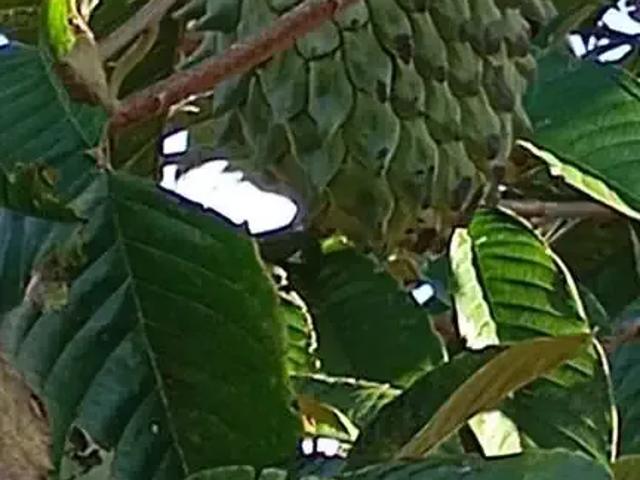 Sítio / Chácara para Venda em Marialva/PR Zona Rural 3 Quartos