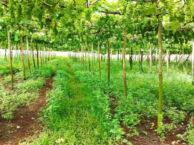Sítio / Chácara para Venda em Marialva/PR Área Rural 3 Quartos