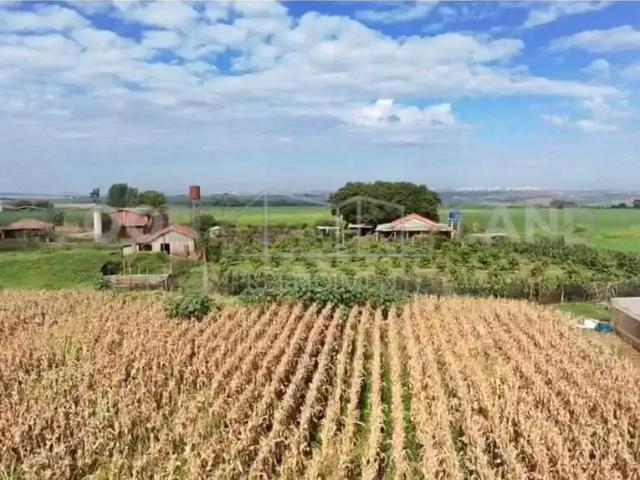 Sítio / Chácara para Venda em Marialva/PR Zona Rural 3 Quartos