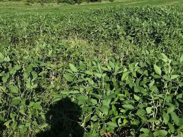 Sítio / Chácara para Venda em Marilândia do Sul/PR Centro