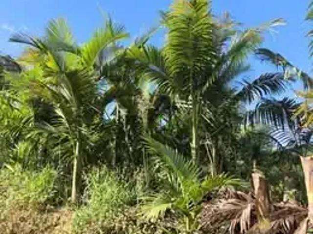 Sítio / Chácara para Venda em Massaranduba/SC Zona Rural 3 Quartos