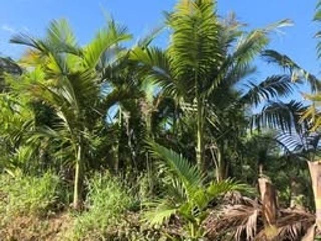 Sítio / Chácara para Venda em Massaranduba/SC Zona Rural 3 Quartos