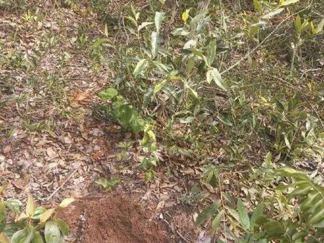 Sítio / Chácara para Venda em Mineiros/GO Área Rural de Mineiros