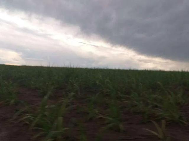 Sítio / Chácara para Venda em Mineiros/GO Área Rural de Mineiros