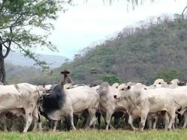 Sítio / Chácara para Venda em Miranda/MS Zona Rural 3 Quartos