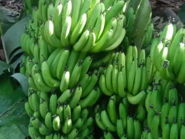 Sítio / Chácara para Venda em Miracatu/SP Musacea Pedro Barros 1 Quartos