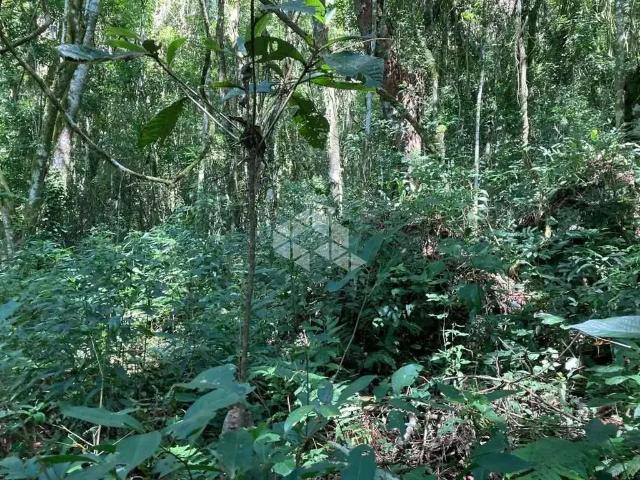 Sítio / Chácara para Venda em Nova Petrópolis/RS Linha Brasil
