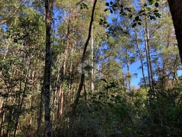 Sítio / Chácara para Venda em Nova Petrópolis/RS Linha Olinda