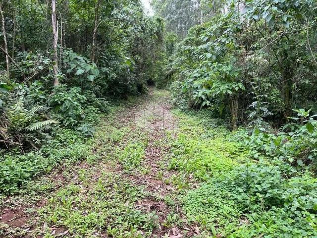 Sítio / Chácara para Venda em Nova Petrópolis/RS Linha Olinda