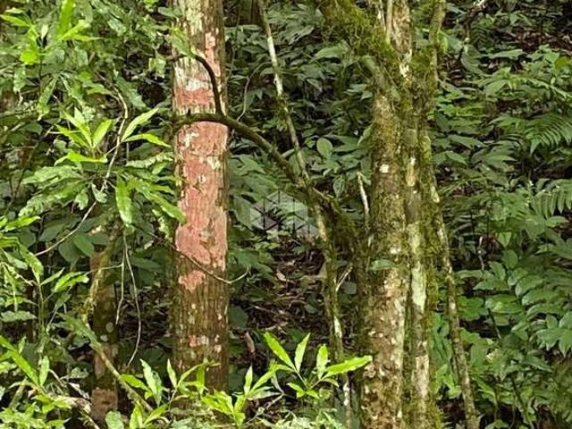 Sítio / Chácara para Venda em Nova Petrópolis/RS Zona Rural