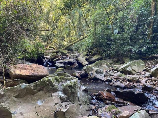 Sítio / Chácara para Venda em Nova Petrópolis/RS Zona Rural