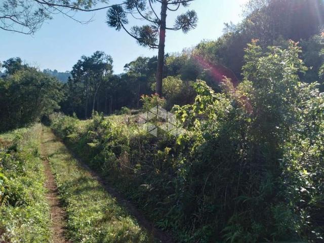 Sítio / Chácara para Venda em Nova Petrópolis/RS Zona Rural